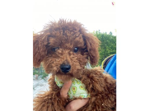MİNİ POODLE