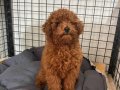 RED BROWN MİNİ POODLE 