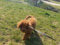 MİNİ POODLE 
