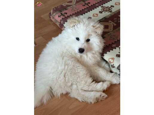 50 Günlük Yavru Samoyed 
