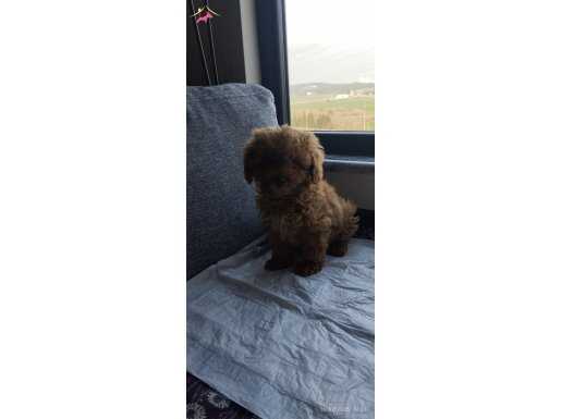 Süper toy poodle