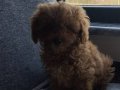 Süper toy poodle