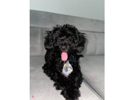 1 yaşında sevimli, Sevgi Dolu Toy Poodle - Ares