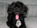 1 yaşında sevimli, Sevgi Dolu Toy Poodle - Ares