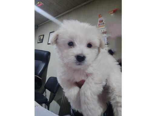 0 numara Terrier dişi