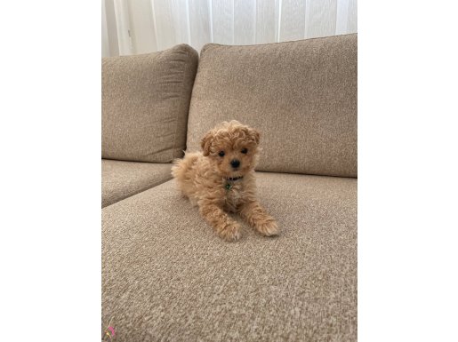 Oyun oynamayı seven masum poodle