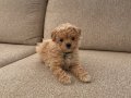 Oyun oynamayı seven masum poodle