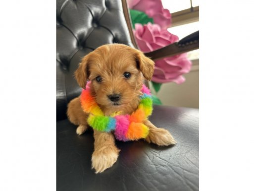 Tuvalet Eğitimi Hazır Sosyal Maltipoo Yavrumuz