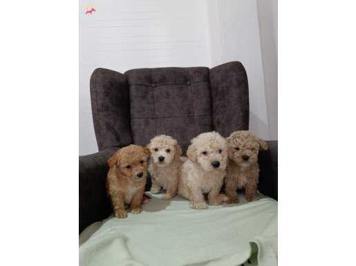 Güzeller güzeli Maltipoo yavrularımız 
