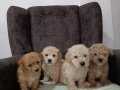 Güzeller güzeli Maltipoo yavrularımız 