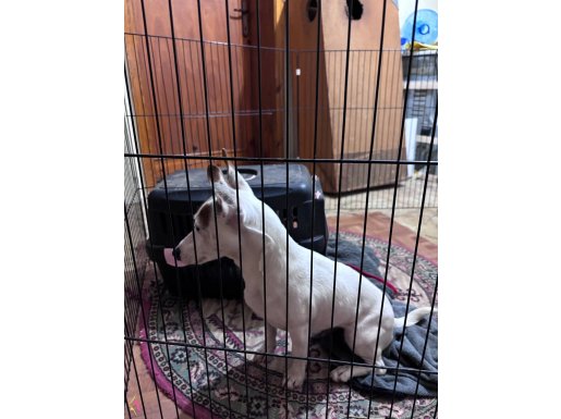 Jack russel 