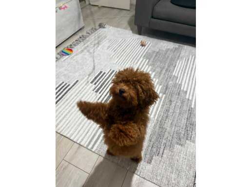 4 Aylık Dişi Poodle