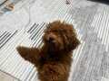 4 Aylık Dişi Poodle