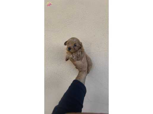 Kahve ve Beyaz yavrular 