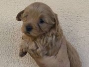 Kahve ve Beyaz yavrular 