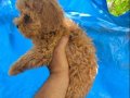 Maltipoo yavrular 