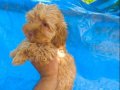 Maltipoo yavrular 
