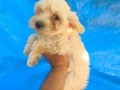 Maltipoo yavrular 