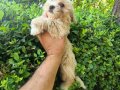 Maltipoo yavrular 