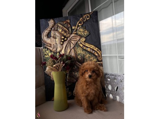Red toy poodle