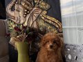 Red toy poodle