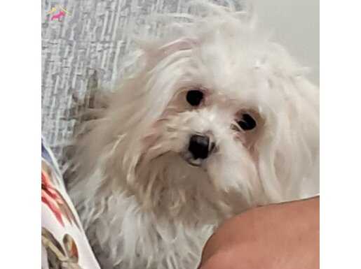 Maltese terrier köpek
