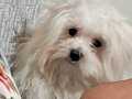 Maltese terrier köpek