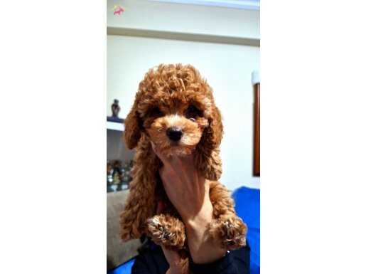 Sevimliliğiyle göz dolduran  poodle kızlar için son fırsat
