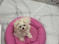 0 numara terrier 