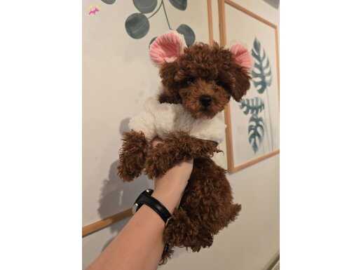 teacup red brown toy poddle