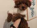 teacup red brown toy poddle