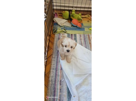 Çok tatlı maltipoo bebek