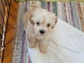 Çok tatlı maltipoo bebek