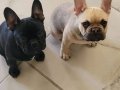2 adet Dişi French Buldog 