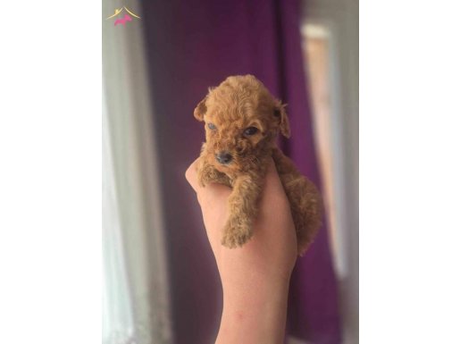 Mükemmel özellikleriyle Toy poddle yavrularımız Teslime Hazr