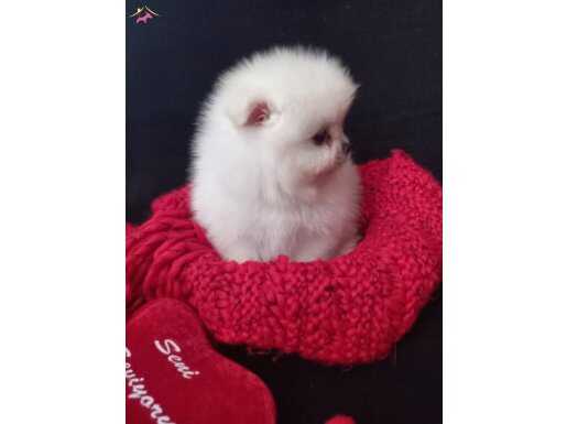 Pomeranian Boo / Ayı surat Bebeklerimiz Gitmeye hazırlar……..