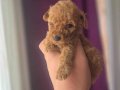 Mükemmel özellikleriyle Toy poddle yavrularımız Teslime Hazr
