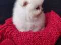 Pomeranian Boo / Ayı surat Bebeklerimiz Gitmeye hazırlar……..