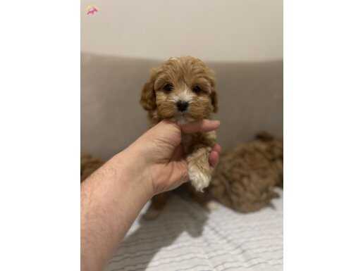 Mukemmel dişi yavru maltipoo