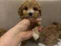 Mukemmel dişi yavru maltipoo