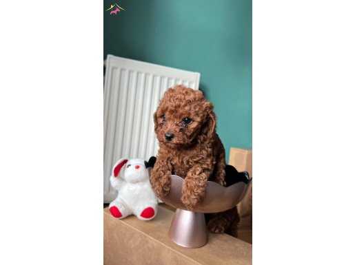 Toy poodle orjinal ırk red brown istanbul erkek