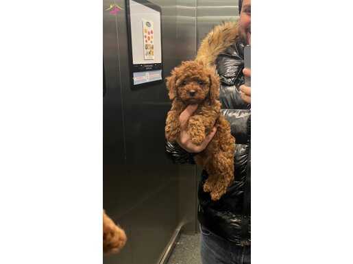 TOY POODLE KORE RED BROWN 2AYLIK 