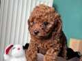 Toy poodle orjinal ırk red brown istanbul erkek