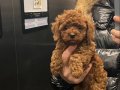 TOY POODLE KORE RED BROWN 2AYLIK 