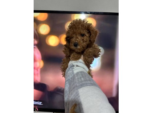 2bucuk aylık evde bakılan poodle