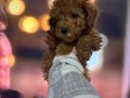 2bucuk aylık evde bakılan poodle
