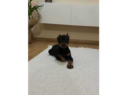 Estetikli doberman yavrusu