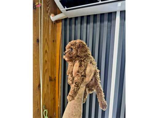 Safkan toy dişi ve erkek 