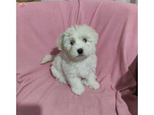 2 aylık dişi terrier