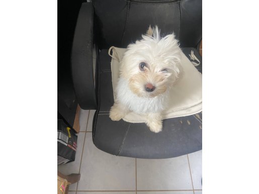 3 aylık maltis terrier